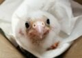 Img 20171121 Wa0030 Copia