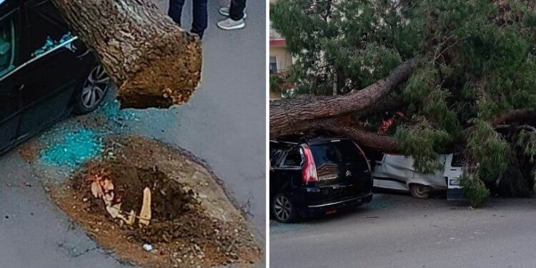 Albero Ev