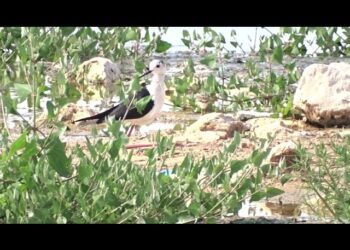Bari, Per La Prima Volta Un Nido Del Cavaliere D’italia. “due Piccoli Fotografati Nel Porto Col Papà: Segnale Stupendo” – Video