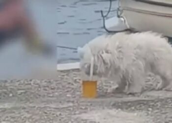 Cane Birra