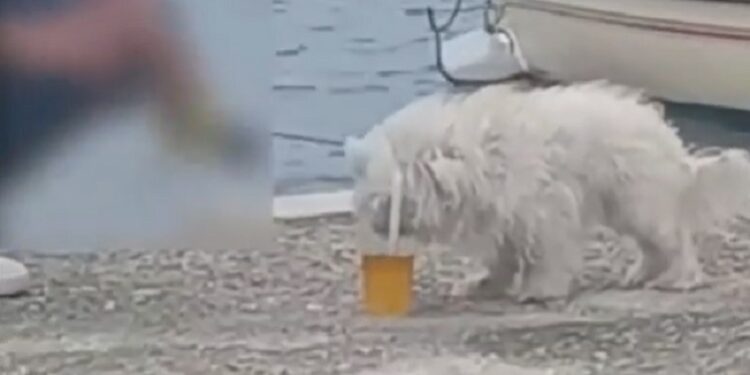 Cane Birra