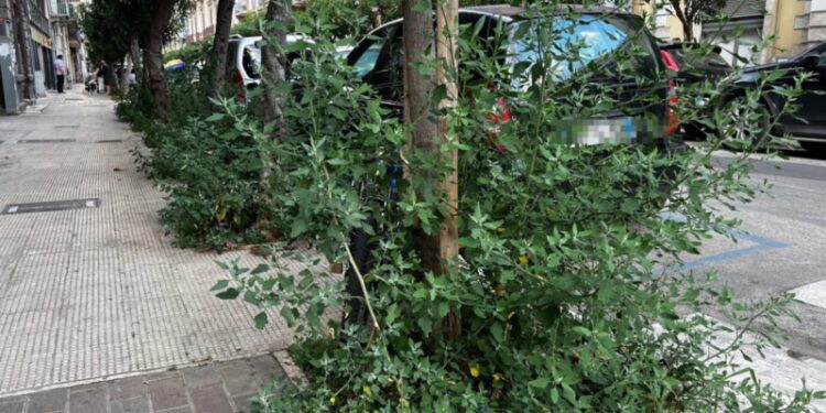 Img 3896