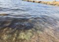 alga tossica