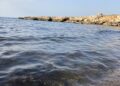 alga tossica