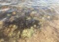 alga tossica