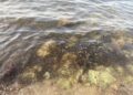 alga tossica