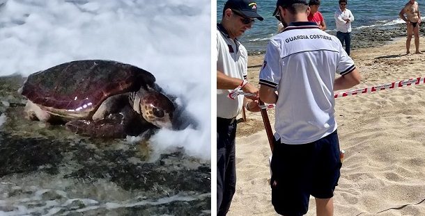 Tartaruga