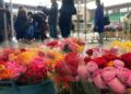 terlizzi fiori