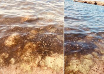 alga tossica