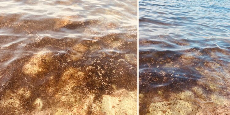 alga tossica