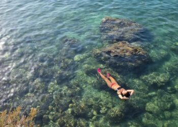 mare