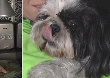 Cane Pezzo Raffaella