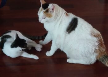 Estate Da 40 Gradi, Rischio Colpo Di Calore Per Cani E Gatti. “può Essere Letale: Ecco Come Evitarlo” – Video