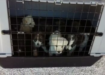 Microchip Gratis Per I Cani: L’iniziativa Del Comune Salentino Contro L’abbandono Estivo – Video