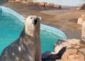Zoosafari
