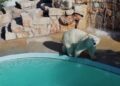 Zoosafari 6