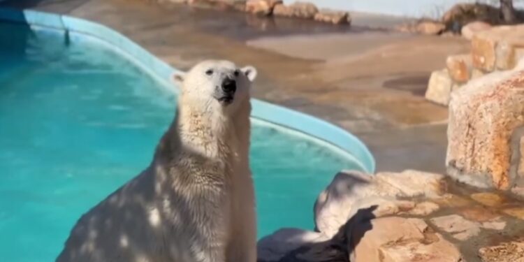Zoosafari