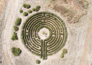 I Giardini Di Pomona Labirinto Di Lavanda