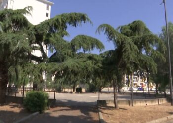 Bari, Il Verde Al Centro: Dal Nuovo Giardino Del San Paolo Alla Svolta ‘green’ Del Parcheggio Di Via Peucetia – Video