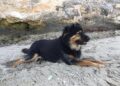 Cane Bruno