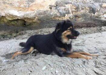 Cane Bruno