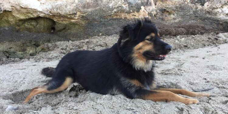 Cane Bruno