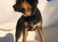 Cane Bruno2