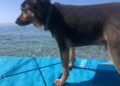 Cane Bruno3