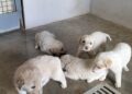 Cani 1