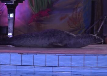 Foca