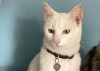 Gatto Scomparso