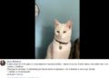 Gatto Scomparso2