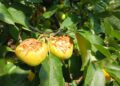 Frutta Mangiata E Danneggiata Dai Pappagallii Verdi