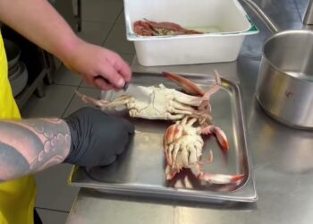 Allarme Granchio Blu In Puglia, Fa Incetta Di Cozze E Vongole. “la Soluzione? Cucinarlo Con Gli Spaghetti” – Video