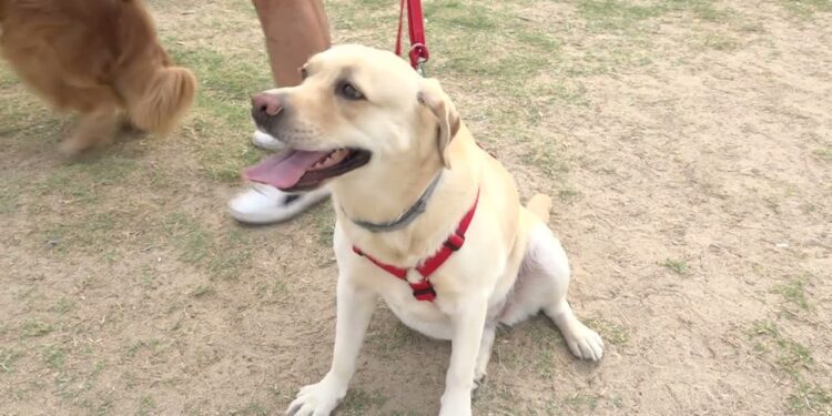 Bagnini A Quattro Zampe, Al Via I Corsi A Pane E Pomodoro Per Gli Aspiranti Cani Salvataggio