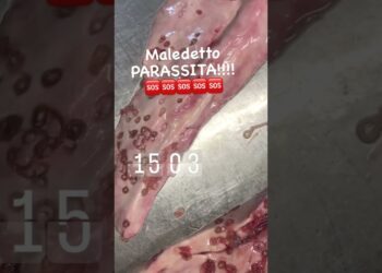 Bari, Lo Chef Mostra Parassiti Anisakis: “mangiate Pesce Crudo Ma Responsabilmente” – Video