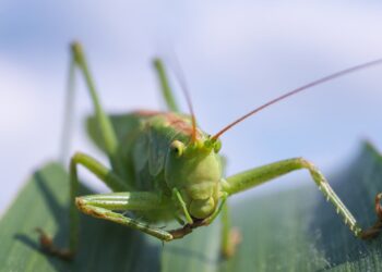 Grillo