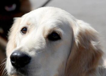 Labrador Ansa