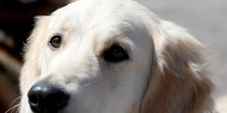 Labrador Ansa