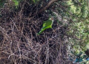Pappagallo Monago