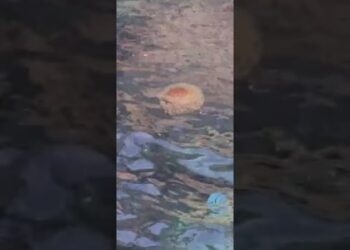 Polignano, Le Meduse ‘invadono’ La Costa. “niente Paura: è Un Picco Di Riproduzioni” – Video