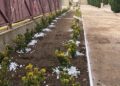 30 10 23 Nel Cimitero Monumentale L'iniziativa Di Sponsorizzazione Adotta Un Fiore 2