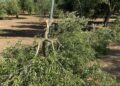 Continua La Mattanza Di Ulivi In Provincia Di Bari2