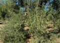 Continua La Mattanza Di Ulivi In Provincia Di Bari3