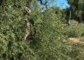 Continua La Mattanza Di Ulivi In Provincia Di Bari4