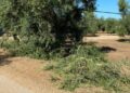 Continua La Mattanza Di Ulivi In Provincia Di Bari5
