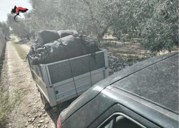 Furto Olive