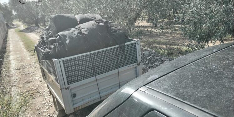 Furto Olive
