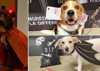 Halloween Contest Cani Ev
