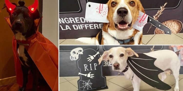 Halloween Contest Cani Ev